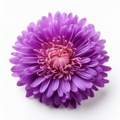 Beautiful purple aster flower isolated on white background
