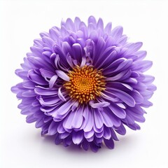 Beautiful purple aster flower isolated on white background
