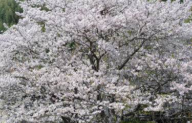 満開の公園の桜