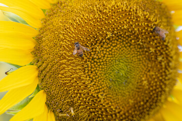 満開のひまわり畑