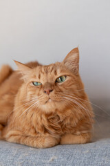 室内でくつろぐ可愛い猫　茶トラ猫