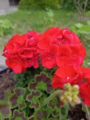 red flowers in garden