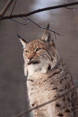 Fototapeta premium lince europea o lince eurasiatica (Lynx lynx)Lince europea o lince eurasiatica