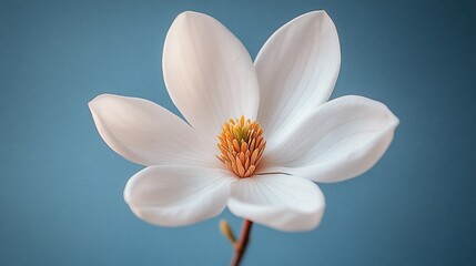 A Single White Magnolia Blossom Against A Blue Background