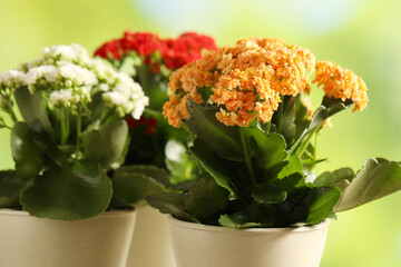 Different beautiful kalanchoe flowers in pots on blurred green background, closeup