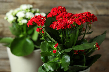 Different beautiful kalanchoe flowers on blurred background, closeup