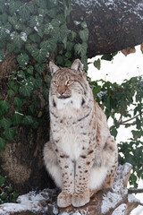 Obraz premium lince europea o lince eurasiatica (Lynx lynx)Lince europea o lince eurasiatica