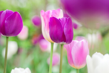 Fototapeta premium purple and pink tulips in a spring garden. .Floral wallpaper. Tulips bloom.Tulips in garden and landscape design. Bulbous perennial flowers.Spring pink flower.floral background
