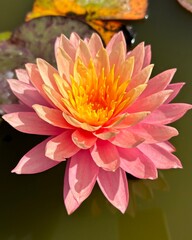 Nymphaea Colorado Water Lily Lotus