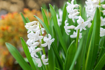 Fototapeta premium White Hyacinth Flowers in Bloom. Close-Up of Hyacinth Flowers.Bulbous spring flowers in garden design.