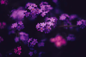 In the summer, beautiful purple forget-me-not flowers bloom in the evening. The flowers are a sight to behold.
