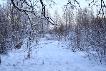 In the enchanting Winter Wonderland, a serene snowy pathway meanders through the dense forest