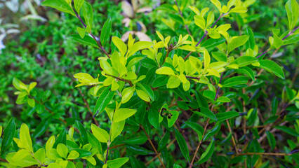 Vibrant Green and Yellow Leaves on a Bush