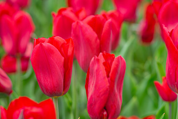 Colorful field filled with blooming red tulips. Lush green leaves surround vibrant flowers during spring season on flowerbed in the park or garden, landscape design element. Wallpaper, background
