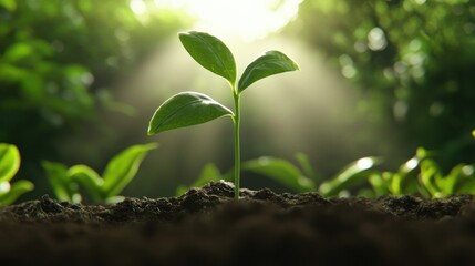 Fototapeta premium A young plant sprouting from rich soil, illuminated by sunlight.