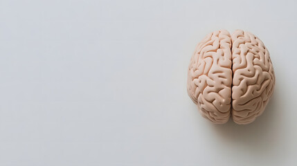 Obraz premium Close-up of a detailed human brain model with natural wrinkles and fading colors, representing the aging process, placed on a clean white background with ample space for text. Concept of neuroscience,