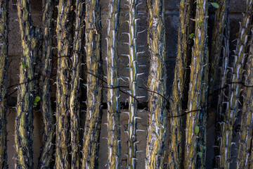 Ocotillo Branches Wired Together To Make a Security Fence