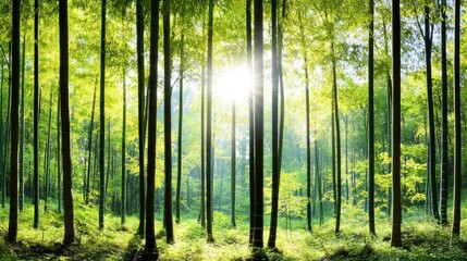 Sunlight filters through a lush green forest, creating a serene atmosphere.