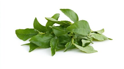 Obraz premium Fresh green leaves arranged neatly on a white background.