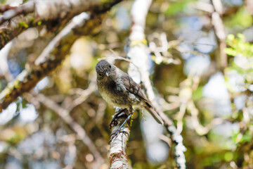 ニュージーランドの鳥