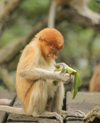Proboscis Monkey, Nasalis Larvatus or long-nosed monkey, known as the bekantan	
