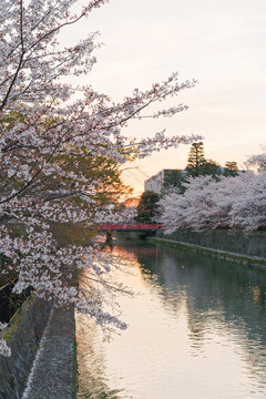 Cherry Blossoms along Okazaki Canal (岡崎疏水) in Kyoto, Japan