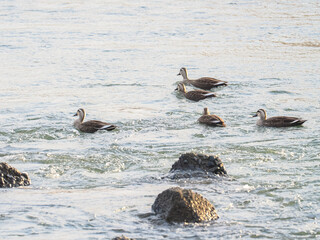 カルガモたち