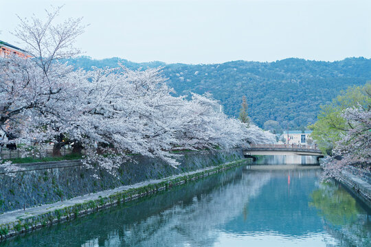 Cherry Blossoms along Okazaki Canal (岡崎疏水) in Kyoto, Japan