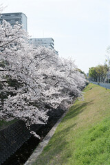 Cherry blossom along a street in Japan
