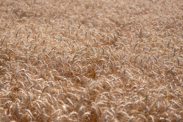 Crop harvest in summer. Agriculture field with ripe wheat harvest. Countryside farming. Barley grain and spikelet. Wheat ears background. Ripe barley field. Barley grain harvest