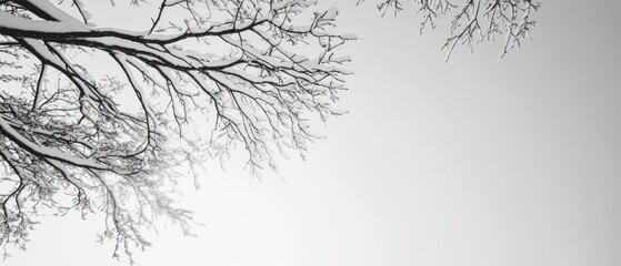 this Snow-covered branches of a tree, capturing the intricate patterns and quiet beauty of a winter landscape.