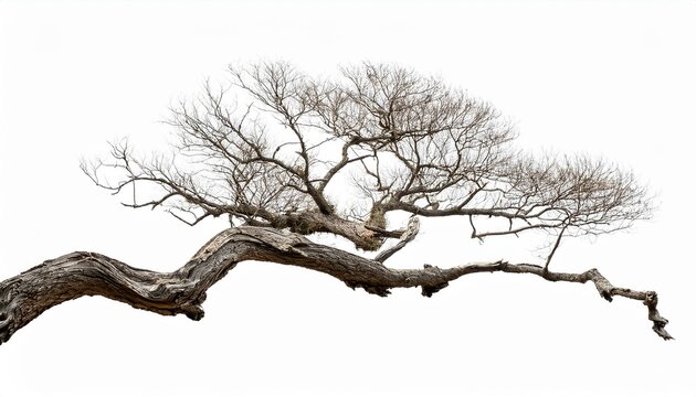 branch of dead tree with clipping path isolated on white background