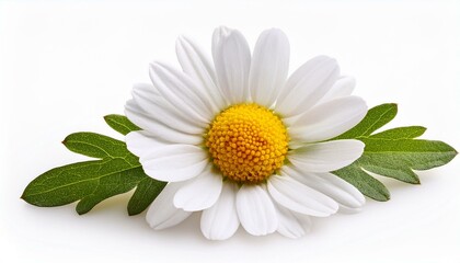common daisy blossom isolated on white background