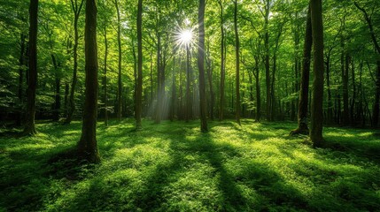Obraz premium Lush green forest with sunlight streaming through the trees, symbolizing peace and fresh air Wellness, Forest, greenery, breathe