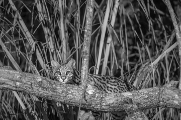 Ocelot creeping among jungle foliage at night