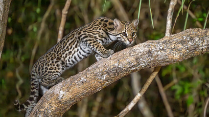 Careful Ocelot on a tree trunk at night