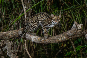 Ocelot on alert in the Pantanl