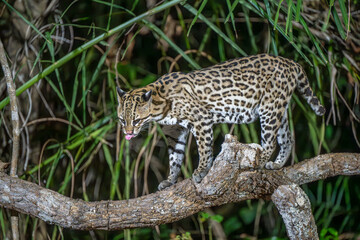 Ocelot licking its lips