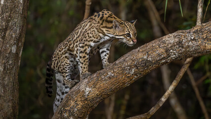 Ocelot at night in the Pantanal