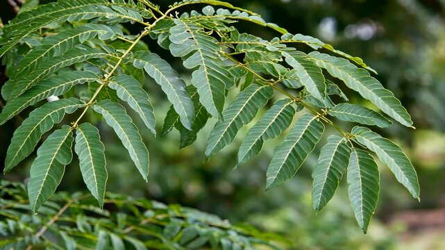 Lush green leaves of a neem tree found in a tropical garden during daytime