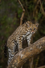 Ocelot climbing a tree in the Pantanal