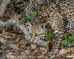 Ocelot exploring the jungle surrounds in the Pantanal