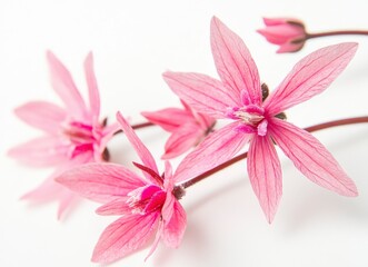 Fototapeta premium Pink mascara like winter flowers in the house, delicate petals of pink flowers on a white background, close-up of an elegant winter flower, bright pink professional photography, photo for stock photog