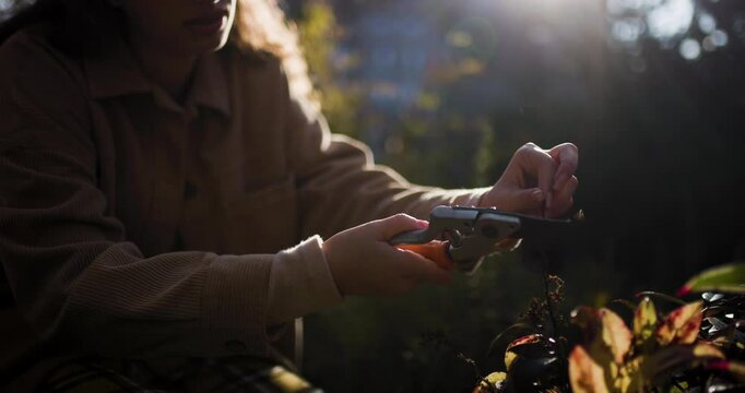 Gardener using pruners to tend to plants in a sunlit garden, showcasing detailed focus and peaceful interaction with nature in a garden center setting.