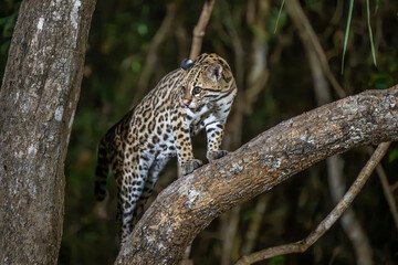Ocelot looking over its shoulder at the ground below