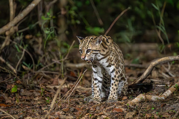 Curious Ocelot in the Pantanal