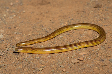 Close-up of a beautiful Cape legless skink (Acontias meleagris) in the wild