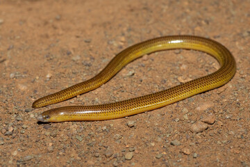 Close-up of a beautiful Cape legless skink (Acontias meleagris) in the wild