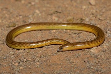 Close-up of a beautiful Cape legless skink (Acontias meleagris) in the wild