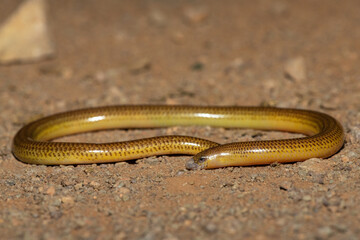 Close-up of a beautiful Cape legless skink (Acontias meleagris) in the wild